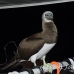 booby_brown_ci_h_0110_cos0112.jpg